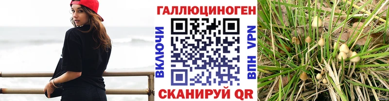 Псилоцибиновые грибы Magic Shrooms  Купить где  Касимов 